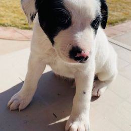 Australian Cattle Dog Puppies from Christensen Heelers