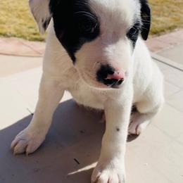 Australian Cattle Dog Puppies from Christensen Heelers