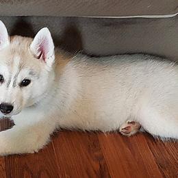 Siberian Husky Puppies from Tevana Siberians LLC