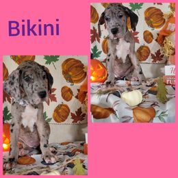 Girl 1 - Great Dane puppy in Gonzales, Louisiana from Anstatt House Of Danes
