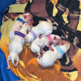 Boy 1 - White Maltese puppy in Conover, North Carolina from Fisher's Pup-cakes