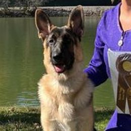 German Shepherds from Kingdom Shepherds