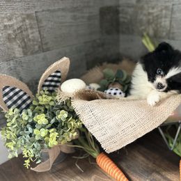 Pomeranian and Poodle Puppies from Briar Creek Buddies