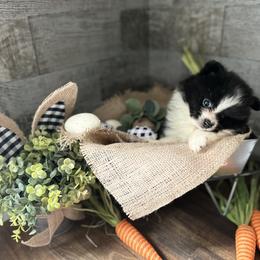 Pomeranian and Poodle Puppies from Briar Creek Buddies
