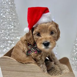 Coco - Pink - Red female Australian Labradoodle puppy in Citrus Heights, California from Elite Blend Labradoodles