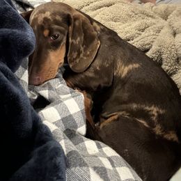 Rita - Dachshund