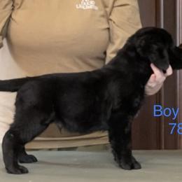 Labrador Retriever Puppies from R Little Retrievers
