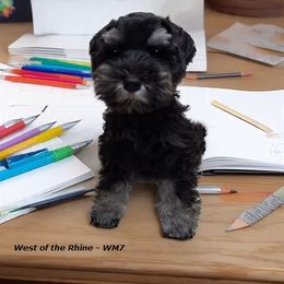 Fabio - Black and silver male Miniature Schnauzer puppy in Bell, Florida from West of the Rhine Miniature Schnauzers