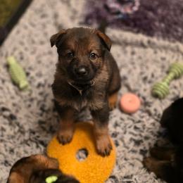 Gray Collar (Calypso) - Sable female German Shepherd puppy in Hermitage, Pennsylvania from Shepherds of the Hundred Acres
