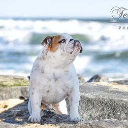Bulldogs from SourMug Bulldogs