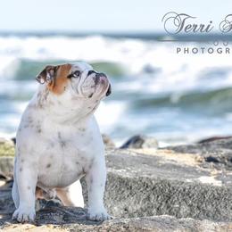 Bulldogs from SourMug Bulldogs