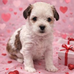 Rosé - Black and white female Shorkie puppy in Delta, Colorado from SATA Kennels