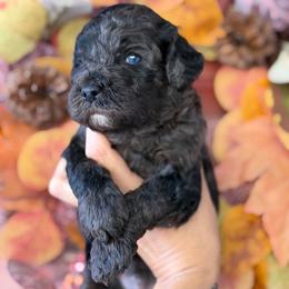 Onyx - Merle male Goldendoodle puppy in Waterford, California from Alvdoodles