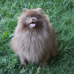 Toffee - Pomeranian