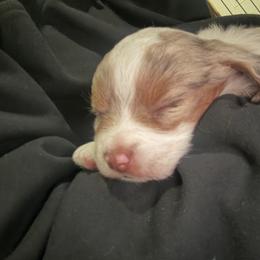 Miniature Australian Shepherd Puppies from Mid-Plains Mini Aussies