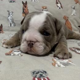 Jax - Lilac tri-color male Bulldog puppy in Cumming, Georgia from Happy Place Kennels