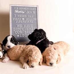Bernedoodle Puppies from Sugarcreek Haven Bernedoodles