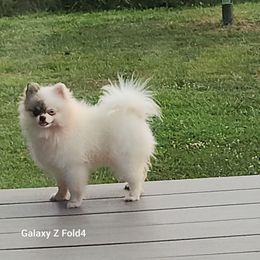 Poppy (coming soon) - Pomeranian
