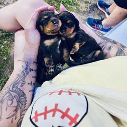 Dachshund Puppies from Libby’s Doxies