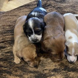 Dachshunds and Labrador Retrievers from Honeydew Ranch