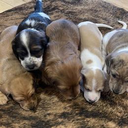 Dachshunds and Labrador Retrievers from Honeydew Ranch