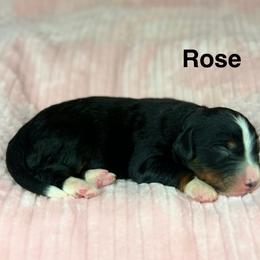 Rose - Tri-color female Bernedoodle puppy in Sugarcreek, Ohio from Cuddly Companion Doodles