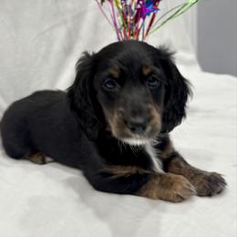 Light purple (pink) - Black and tan female Dachshund puppy in Chicago, Illinois from RGZ Doxies