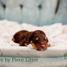Bridge - Phantom male Goldendoodle puppy in Athens, Alabama from Brewing Doodles