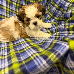 Boy 2 - Black gold and white male Shih Tzu puppy in Spartanburg, South Carolina from Vicky‘s precious paw’s