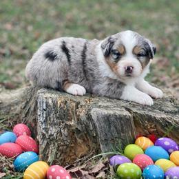 Robin - Blue merle female Australian Shepherd puppy in Howardsville, Virginia from Spectacular Aussies and Cavaliers