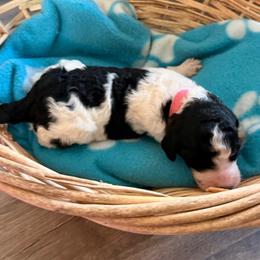 Pink - Black and white female Sheepadoodle puppy in Prairie Du Chien, Wisconsin from Hicklin Hollow Ranch