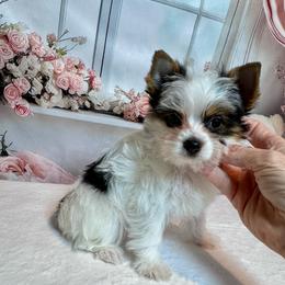 Girl 1 3300 - Parti female Yorkshire Terrier puppy in Nicholls, Georgia from Southeast Biewers