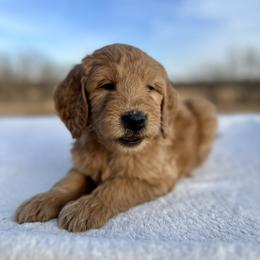 Lloyd - Apricot male Goldendoodle puppy in Osage City, Kansas from Golden Ridge Goldens