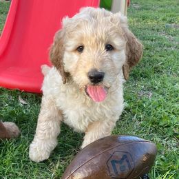 Goldendoodles from Remi Rae's Doodles