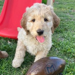 Goldendoodles from Remi Rae's Doodles