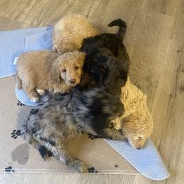 Goldendoodle Puppies from Jake Keck