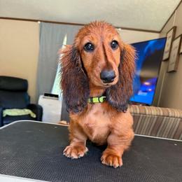 Kodette - Red female Dachshund puppy in Bluff City, Tennessee from Sidanelv Dachshunds