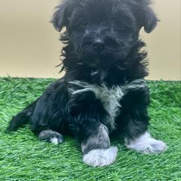 Dotty - Black and tan female Havanese puppy in Hendersonville, North Carolina from Kim's Cove Dog Co.
