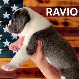 Boy 7 - Blue tri-color male Bulldog puppy in Washington from Sun City Campeiro Bulldogs