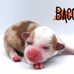 Bacon - Sable male Pembroke Welsh Corgi puppy in Star City, Arkansas from Say When Corgi Co.