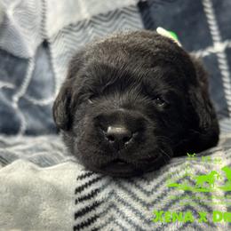 Lime - Black male Labrador Retriever puppy in Beaverdam, Virginia from Riverside Sunset Labrador Retrievers