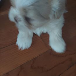 Shih Tzu Puppies from N.F.S.T Imperial ShihTzu Puppies.