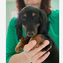 Dachshund Puppies from Sarou's Miniature Dachshunds