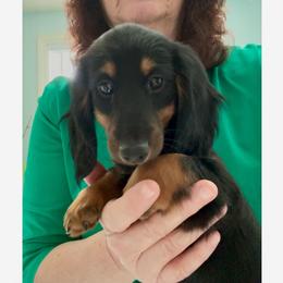 Dachshund Puppies from Sarou's Miniature Dachshunds