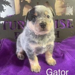 Gator - Blue speckled male Australian Cattle Dog puppy in Chiefland, Florida from Turquoise Ranch