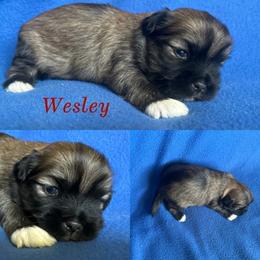 Wesley - Cream male Lhasa Apso puppy in Cincinnati, Ohio from Shangri-La Lhasa Apsos