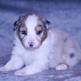 Texas - Blue merle male Australian Shepherd puppy in Easton, Missouri from MMA Kennel