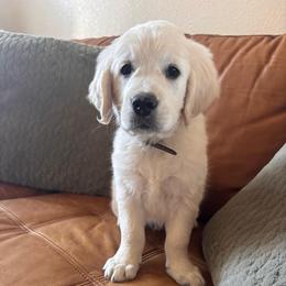 Brown boy 3500.00 - Light golden male Golden Retriever puppy in Pahrump, Nevada from Southern Nevada Goldens