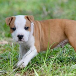 Boy 1 - Red male American Staffordshire Terrier puppy in St. Augustine, Florida from LBK & Ancient City
