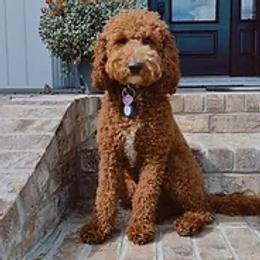 Ruby - Goldendoodle